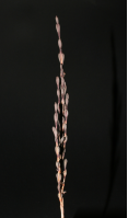 product-range-twig-1