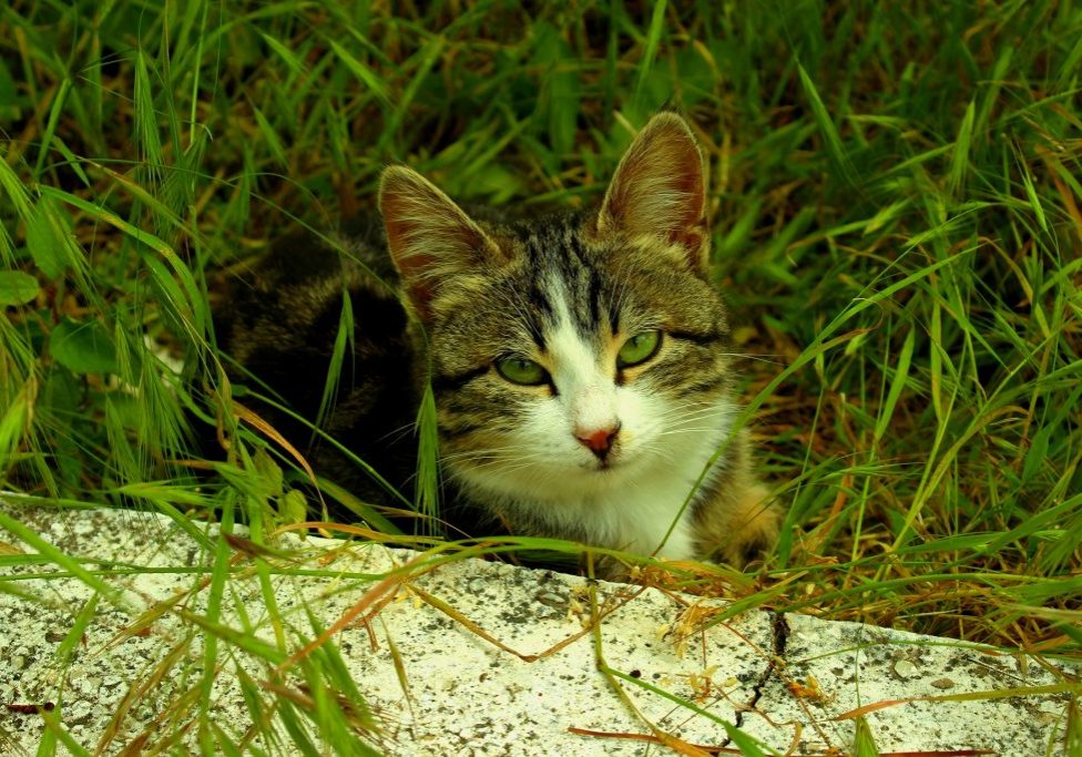 cat